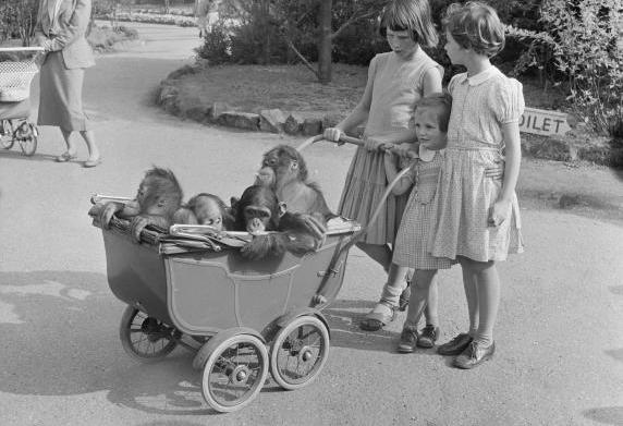 Kinderen wandelen met een wandelwagen vol aapjes in Blijdorp, 1955.
