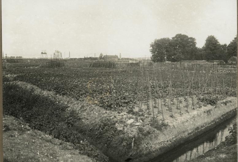 Volkstuintjes aan de Beukelsdijk, 1917. Maker onbekend. Collectie 4282, nummer XXXIII-288.