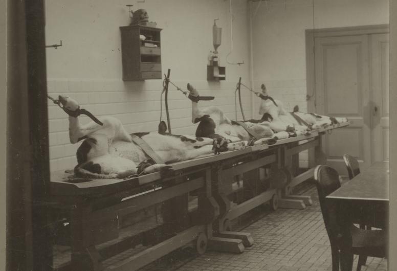 Kalfjes worden gebruikt voor het verkrijgen van het koepokvaccin.